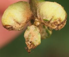 Neuroterus quercicola