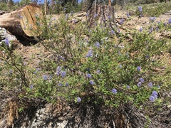 Ceanothus parvifolius