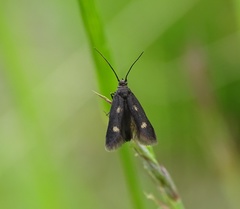 Parascythris muelleri