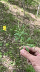 Ranunculus pedatus