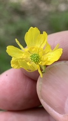 Ranunculus pedatus