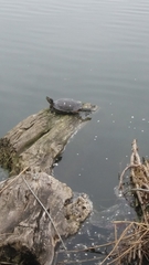 Trachemys scripta