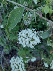 Ageratina brevipes