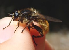 Brachypalpus chrysites