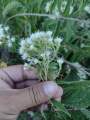 Ageratina brevipes