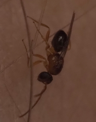 Neuroterus quercicola