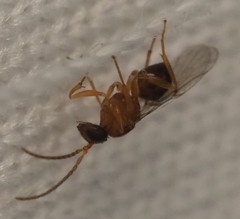 Neuroterus quercicola