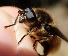 Brachypalpus chrysites