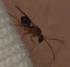 Neuroterus quercicola