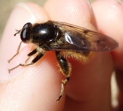 Brachypalpus chrysites
