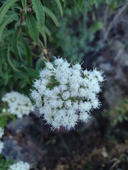 Ageratina brevipes