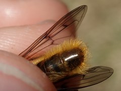 Brachypalpus chrysites