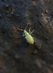 Phyllobius roboretanus