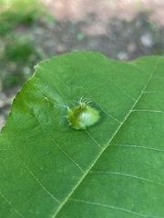 Phylloxera caryaefoliae