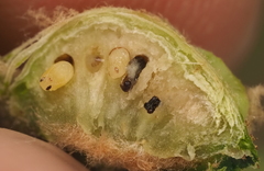 Neuroterus quercicola