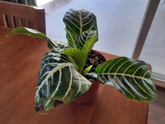 Aphelandra squarrosa