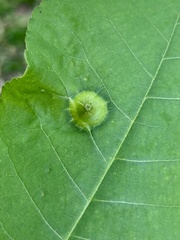 Phylloxera caryaefoliae