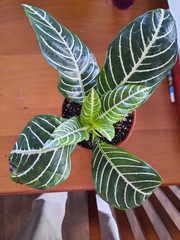 Aphelandra squarrosa