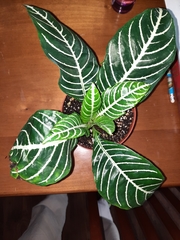 Aphelandra squarrosa