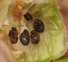 Neuroterus quercicola