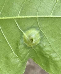 Phylloxera caryaefoliae