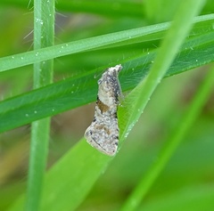 Cochylidia heydeniana