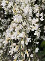 Cytisus multiflorus