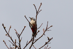 Dendrocopos major hispanus