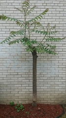 Ailanthus