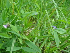 Vicia bithynica