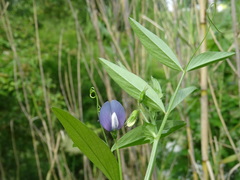 Vicia bithynica