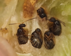 Neuroterus quercicola