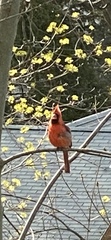 Cardinalis