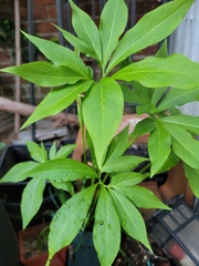 Arisaema dracontium