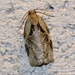 Archips grisea - Photo (c) Nicholas Cowey,  זכויות יוצרים חלקיות (CC BY-NC), הועלה על ידי Nicholas Cowey