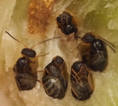 Neuroterus quercicola