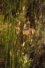 Willdenowia glomerata