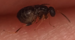 Neuroterus quercicola