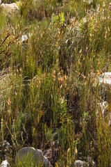 Willdenowia glomerata