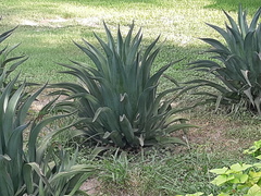 Agave desmettiana