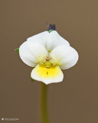 Viola phitosiana