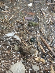 Pelophylax ridibundus