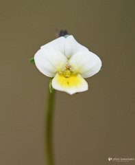 Viola phitosiana