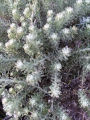 Helichrysum niveum