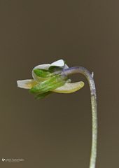 Viola phitosiana