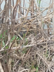 Pelophylax ridibundus