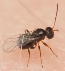 Neuroterus quercicola