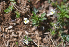 Viola phitosiana