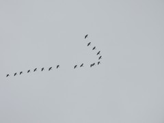 Dendrocygna autumnalis