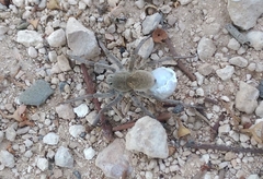 Portacosa cinerea